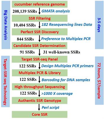 Frontiers | Target SSR-Seq: A Novel SSR Genotyping Technology Associate ...